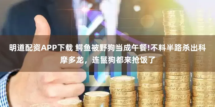 明道配资APP下载 鳄鱼被野狗当成午餐!不料半路杀出科摩多龙，连鬣狗都来抢饭了